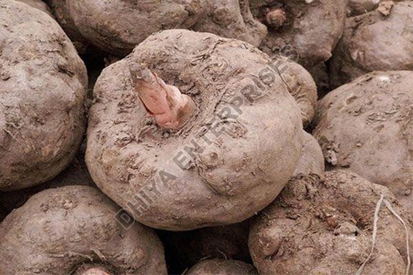 Fresh Elephant Foot Yam