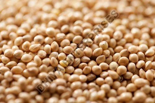 Proso Millet Seeds