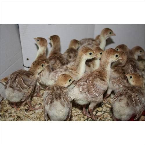 One Day Old Turkey Poultry Chicks