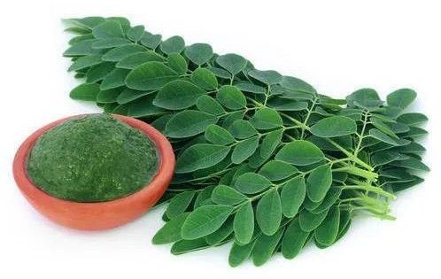 Blended Moringa Powder, Color : Green, Packaging Type : Plastic Bag