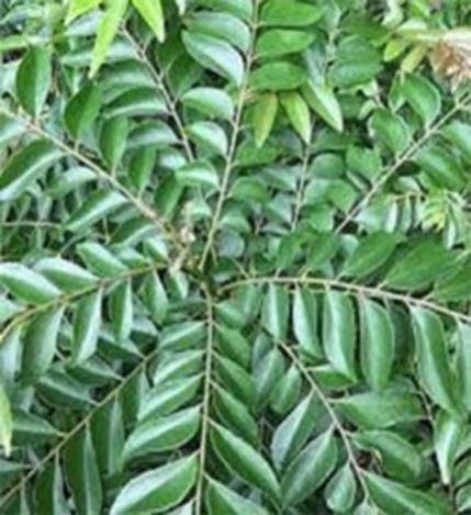 Curry Leaves, Color : Green