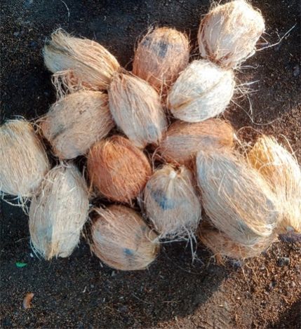 Semi Husked Coconut for Food Beverage Industries, Cosmetic Industry