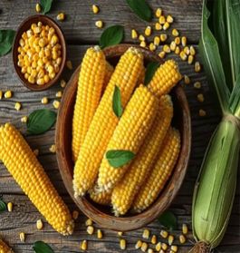 Yellow Maize Corn, Speciality : Unique Flavor, Therapeutic Benefits