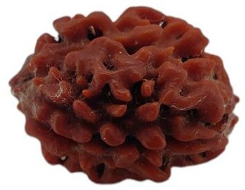 2 Mukhi Rudraksha 22x17 MM 1 Piece