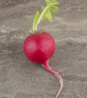 Radish, Color : Red