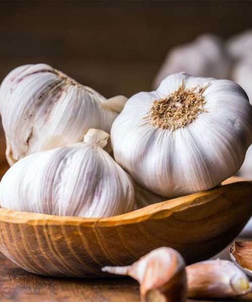 Garlic