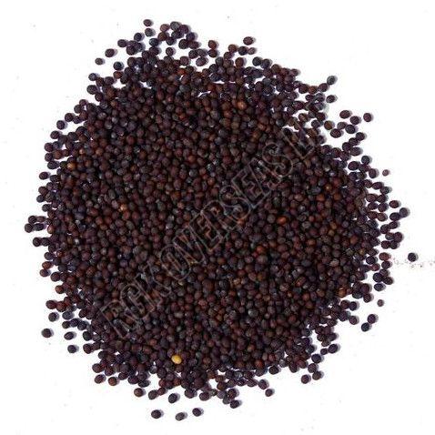 Natural Black Mustard Seed 9% Food Grade for Spices, Cooking Use