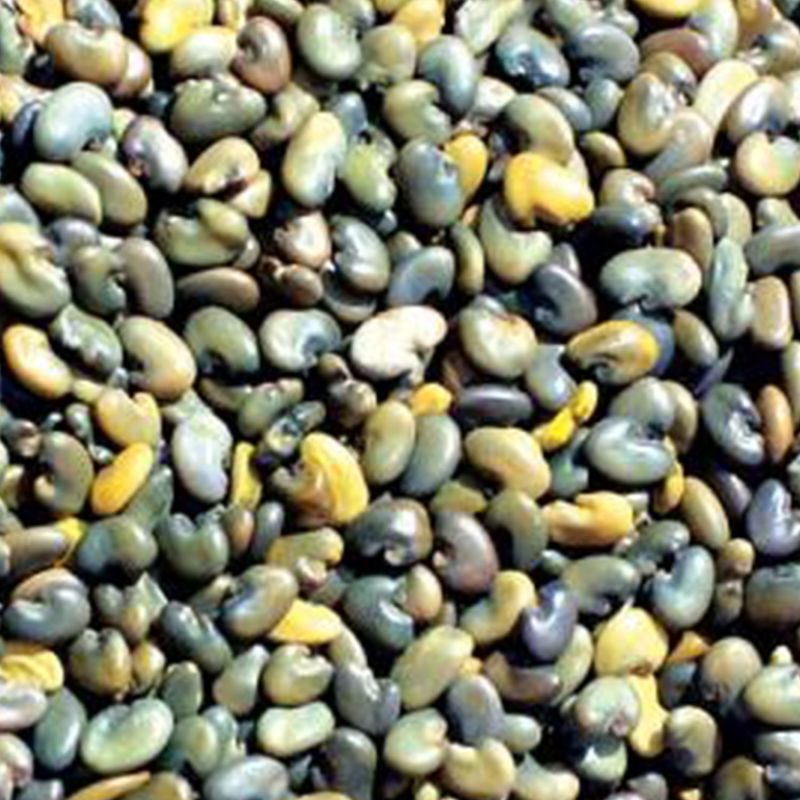 Clean Sun Hemp Seeds