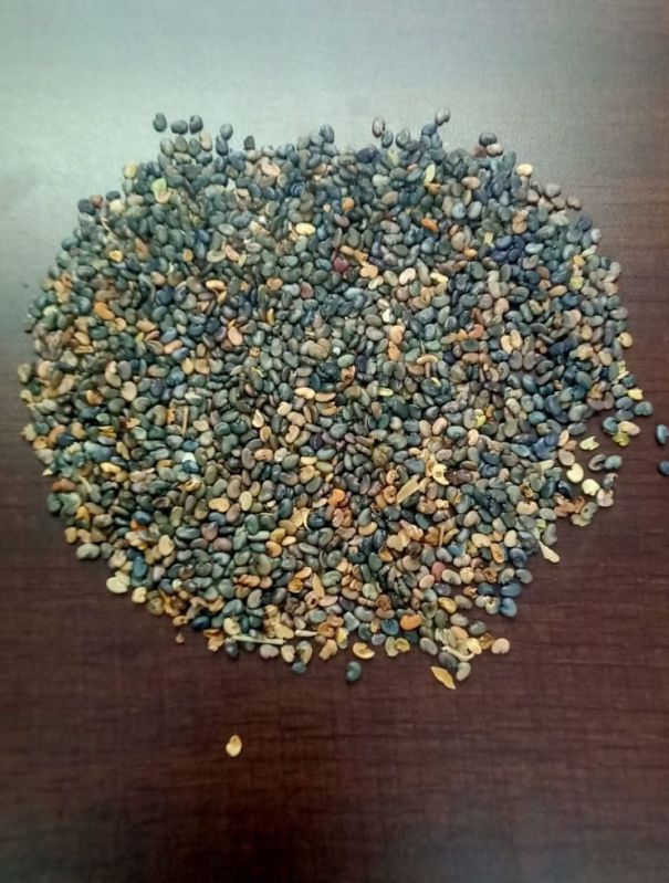 Unclean Sun Hemp Seeds