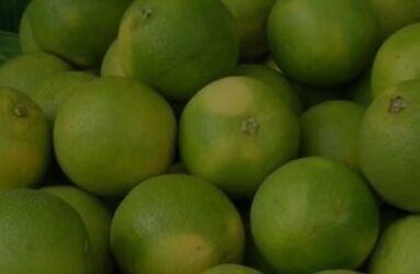 Citrus Mosambi