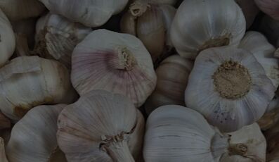 Golden Crest Garlic