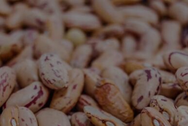 Premium Kidney Beans