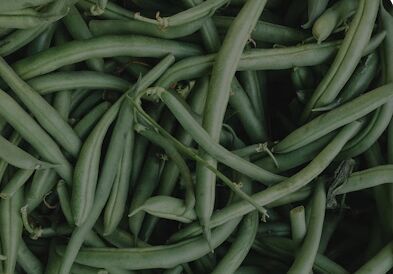 Prime Green Beans, Packaging Type : Plastic Bag For Cooking