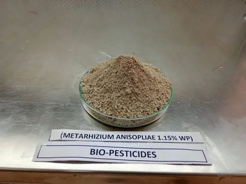 Metarhizium Anisopliae