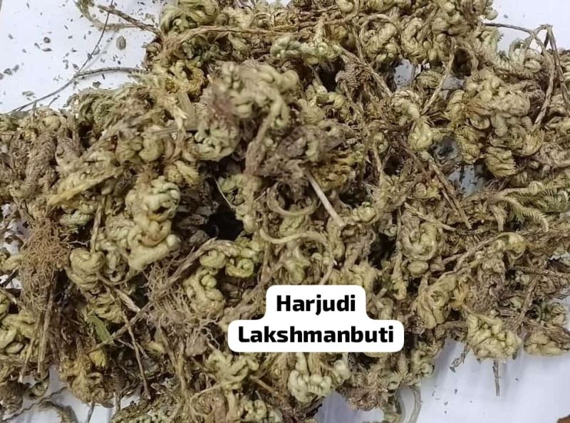 Hadjod Lakshman Buti