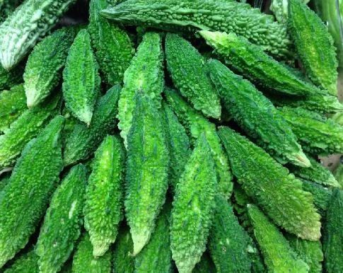 Natural Fresh Bitter Gourd, Color : Green for Cooking Use