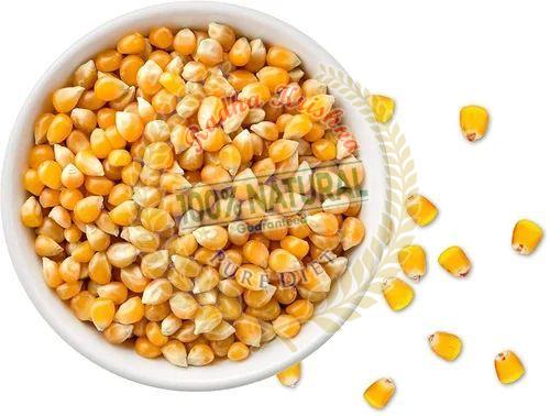 Organic Oraginc Maize Seeds, Color : Yellow, Packaging Size : 5-25kg