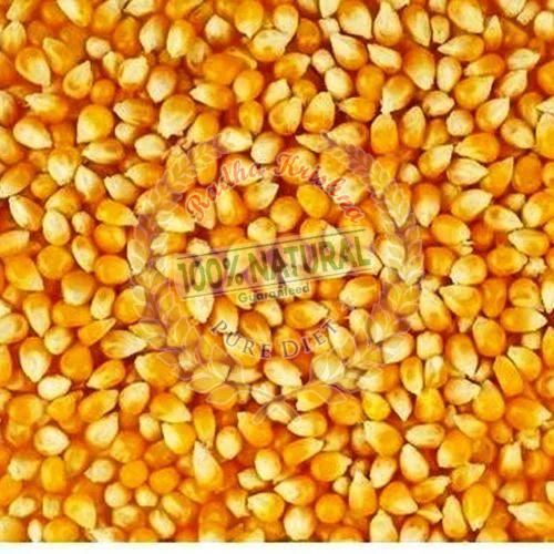 Organic Yellow Maize Seeds, Seed Type : Natural