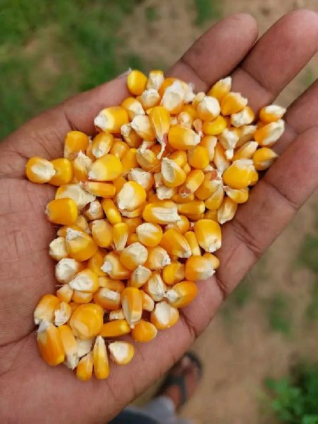 Organic Poultry Feed Yellow Maize, Brand Name : Hilariexports