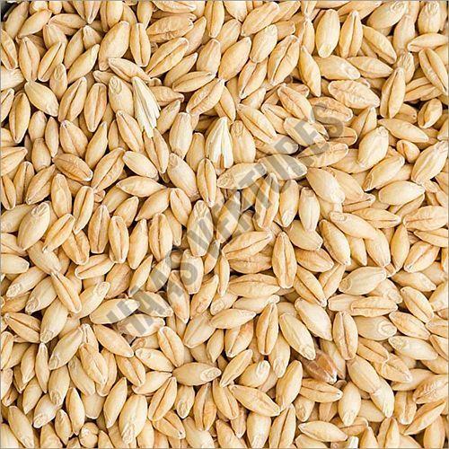 Barley Seeds