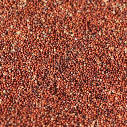 finger millet seeds