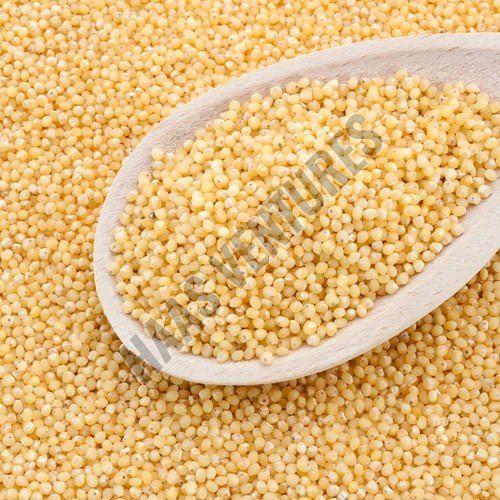 Little Millet Seeds