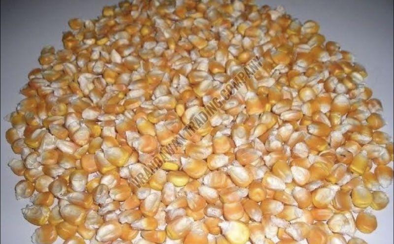 yellow maize seeds