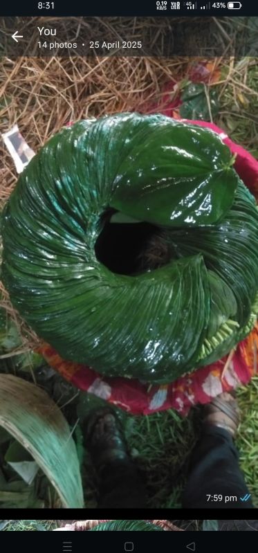 Kolkata Sweet Paan Leaf