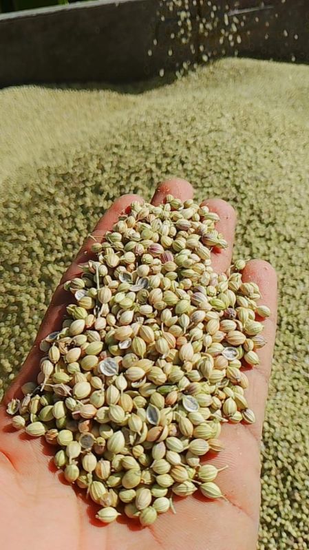 coriander seeds