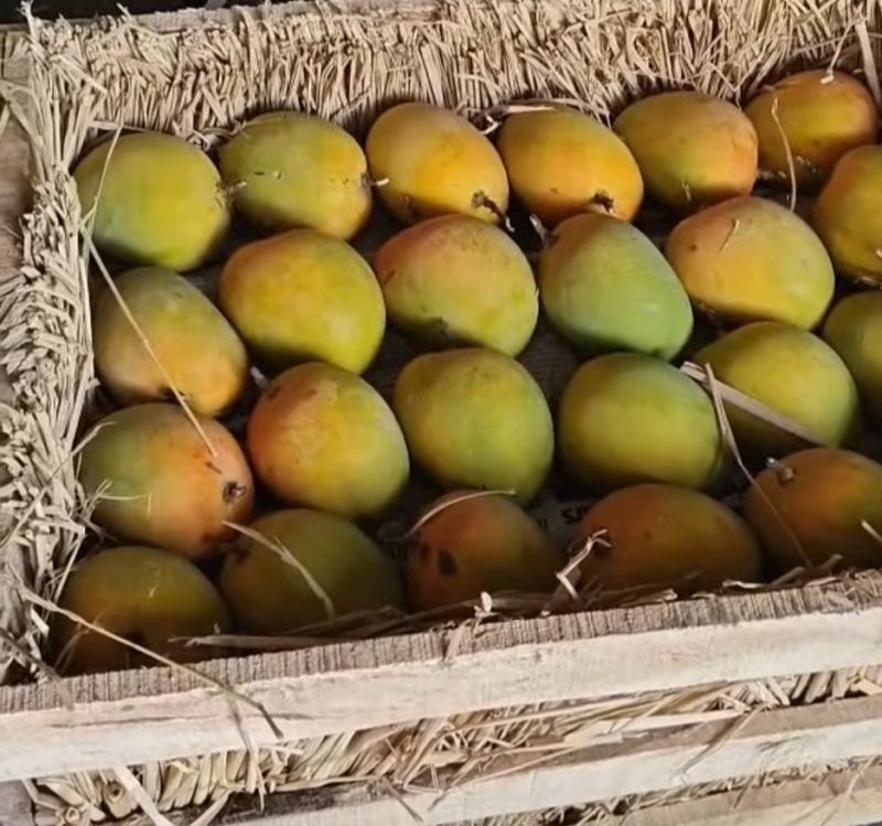 fresh alphonso mango
