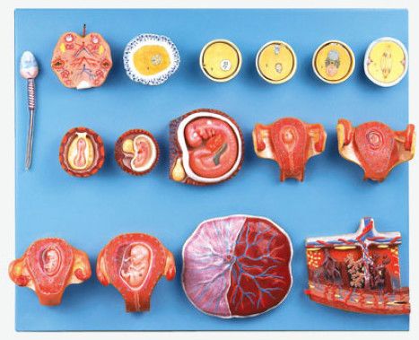 GD/A42002 Human Fertilization and Early Embryogeny