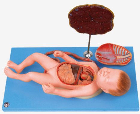 GD/A42008 Fetus with Viscus and Placenta