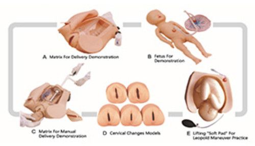 GD/F54 Advanced Abdominal Palpation & Delivery Mechanism Integrated Simulator