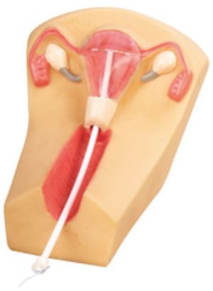 PVC GD/F5N Iud Training Simulator, Color : Skin Color Adult