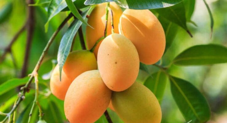fresh mango