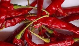 Dry Red Chillies - 273 Wrinkle, Moisture : 12% Max