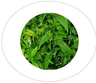 Andrographis Paniculata