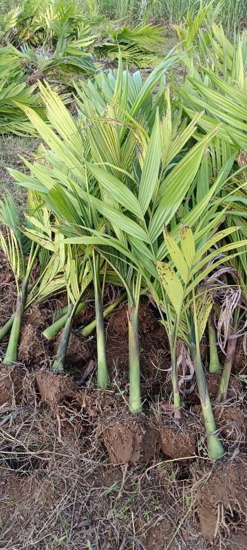 Hybrid Areca Nut Plants