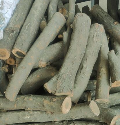 Dry Kikar Firewood For Burning