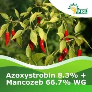 Azoxystrobin 8.3% + Mancozeb 66.7% Wg Pesticide