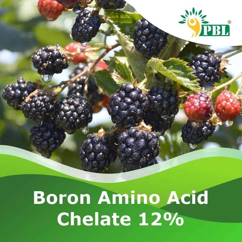 Boron Amino Acid Chelate 12%