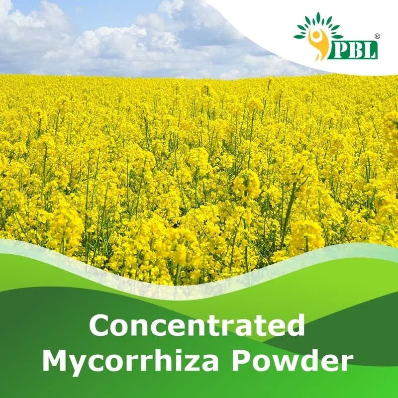 Concentrated Mycorrhizae Powder