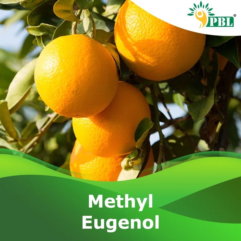 Methyl Eugenol (Methyl Ether OF Eugenol)