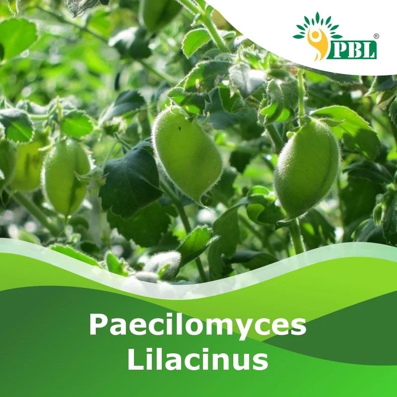 Paecilomyces Lilacinus