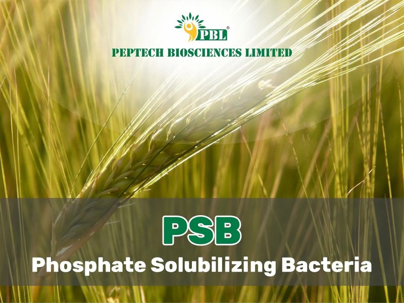 Phosphate Solubilizing Bacteria