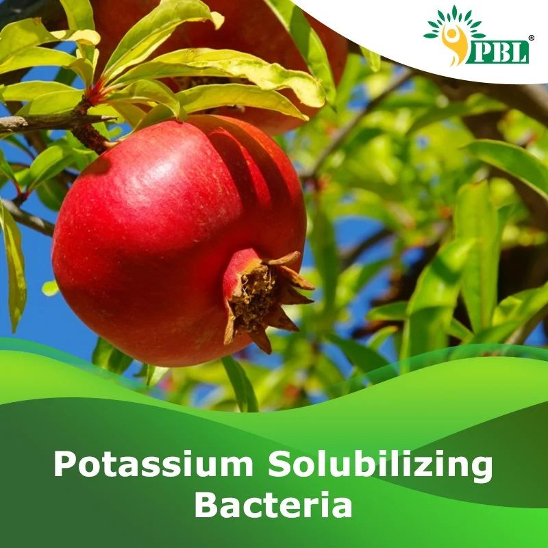 Potassium Solubilizing Bacteria