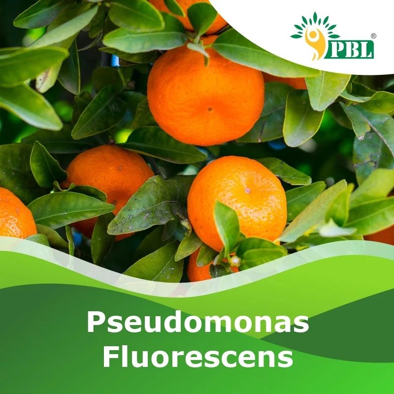 Pseudomonas Fluorescens