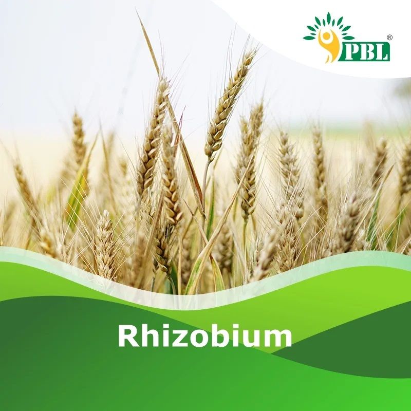 Rhizobium
