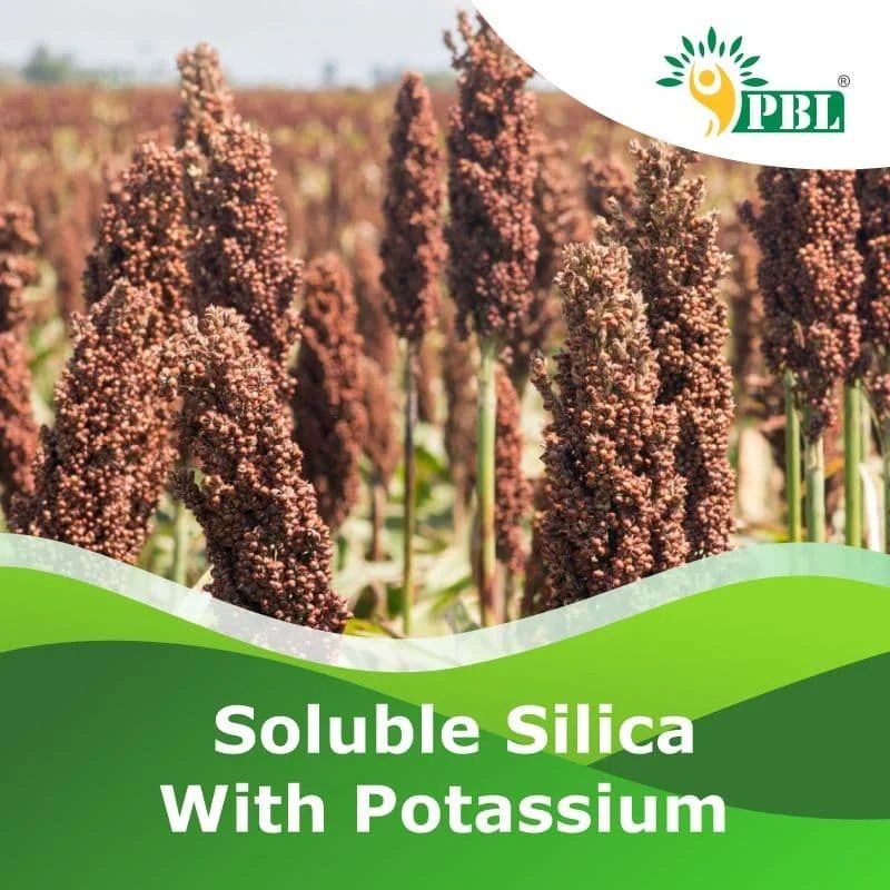 Soluble Silica WITH Potassium