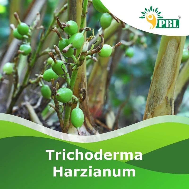 Trichoderma Harzianum 1% Wp